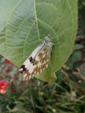 ��Ҷ�Ͼ�ֹ�Ļ�����