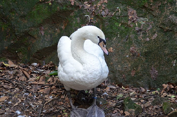 �����İ����ͼƬ