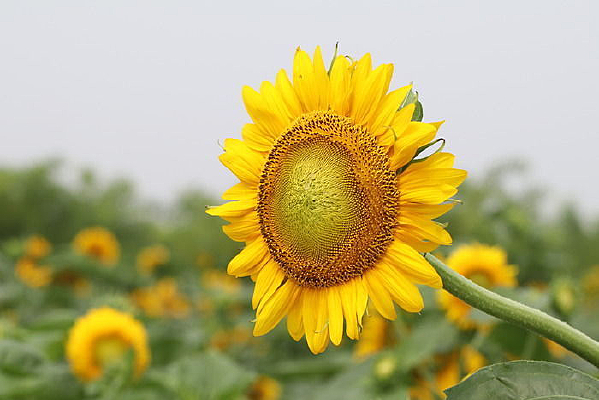 �����Ŀ���