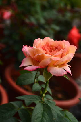 ������õ�廨����ͼƬ