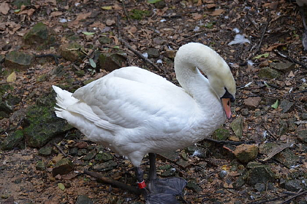 �������ͼƬ