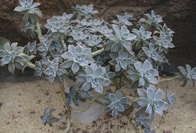 Ư���Ķ���