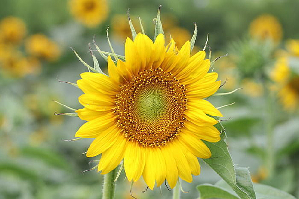 Ư���Ŀ���