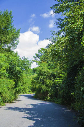 ǧɽ�ŵ��ع�·��ľ���������