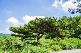 ǧɽ�ŵ����������������