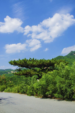 ǧɽ�ŵ����������������