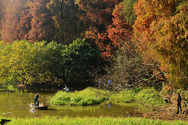 ��Ҷ����