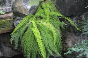 �ȴ�ˮ��ֲ��