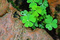 ����ˮ��