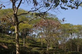 ɽ�ϵ���ľ�ﾰͼƬ