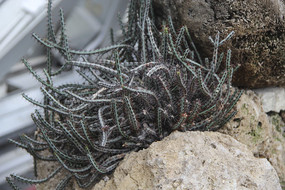 ɳ��������