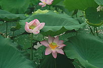 ʢ��������ɻ�