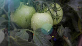 ʢ������