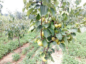 ���˶�����۵�����