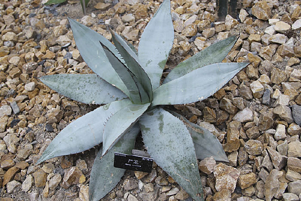 ���Ŷ�������