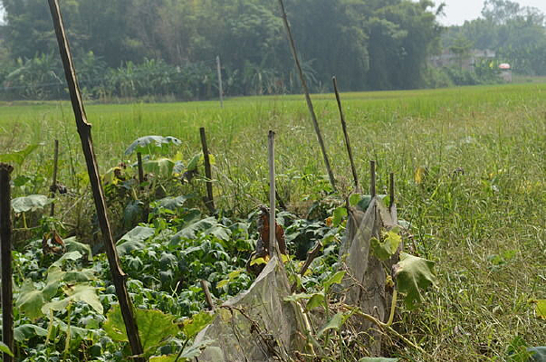 ��Ұˮ��ũ����羰ͼƬ