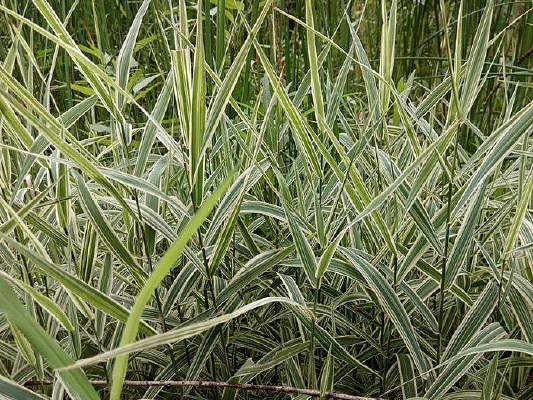 ����Ҷ���Ӳ�