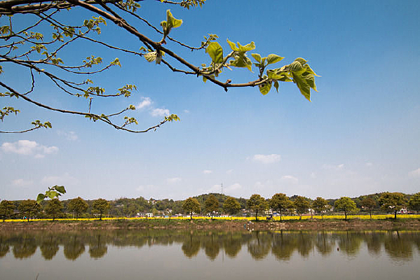 ͭ�ٵ��Ͳ˻�ˮ��