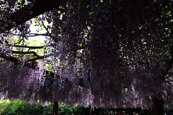 �Ŵص����ٻ�