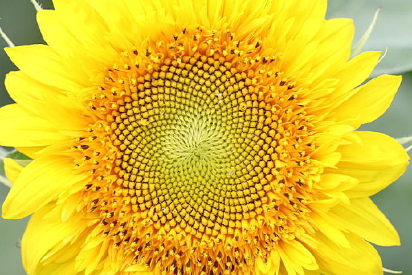 ���տ��ֲ�