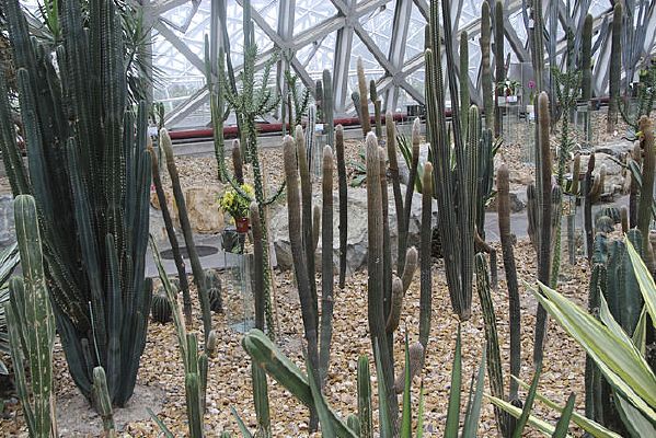 �����ƴ���