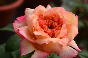 ���޵�õ�廨����ͼƬ