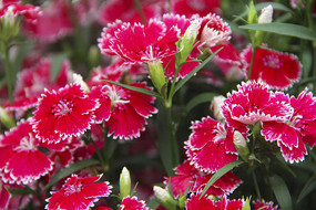 ϲ��������