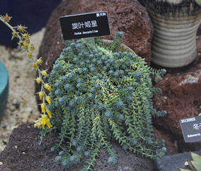 ��Ҷ����