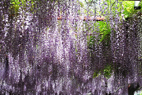 �������ٻ�