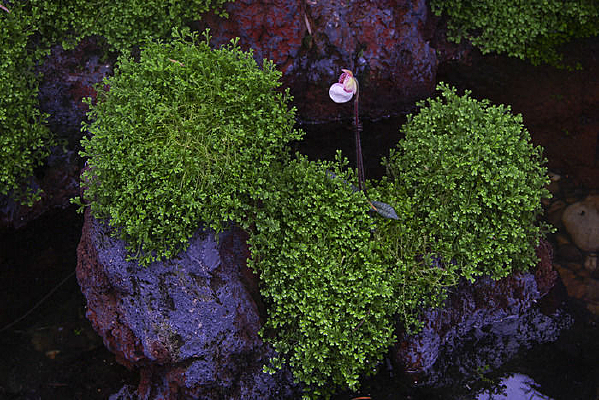 ��ʯˮ��ֲ��