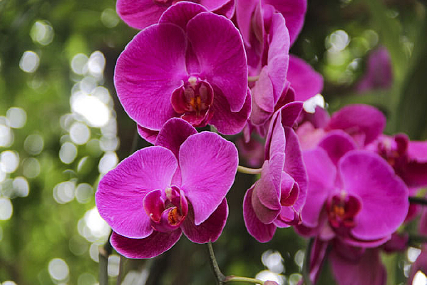 ����ɫ����