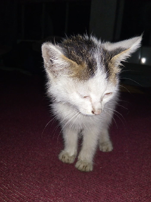 ҹ����ͷע�ӵ�С��è