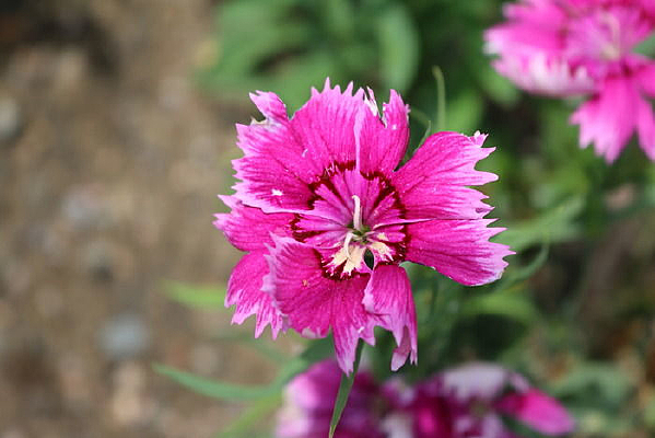 һ���ɫ��ʯ��