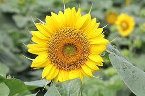 һ�����������տ���