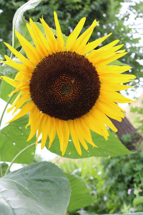 һ��ʢ����ת����