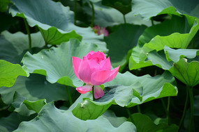 һ���й���