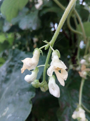 ���Ķ��ǻ�