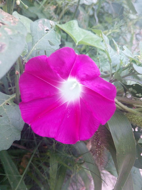 �Ӳݴ���ʢ�������Ȼ�