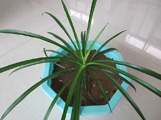 ֦Ҷïʢ�ĵ���