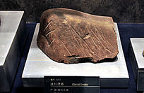 ����Ư��