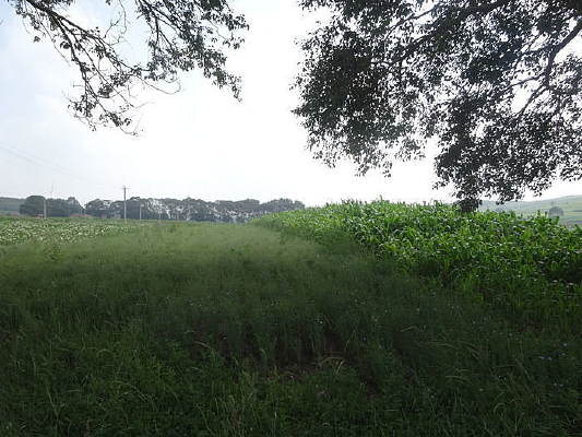 ��԰����