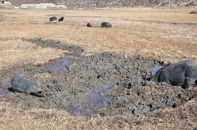 Ұ���̵�Ѱʳ