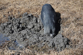 Ұ��Ѱʳ��ʳ