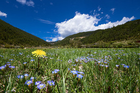 ������ԭҰ��Ұ��