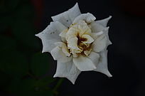 ���¼�������дͼƬ