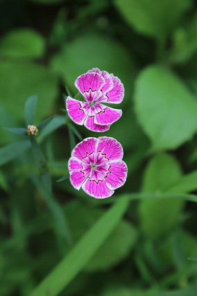 ���ٵķۺ��ʯ�񻨶�