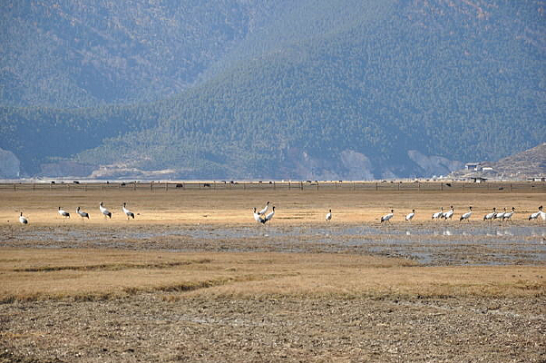 ��ԭ��һȺ�ھ���