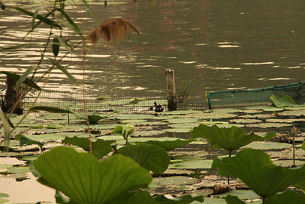 �����������ɻ���