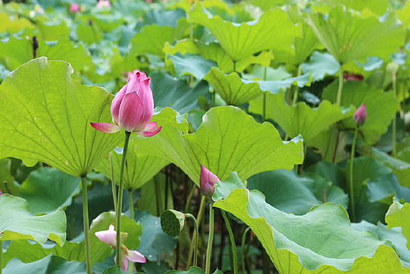 �ۺ����ŵĺɻ�