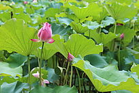 �ۺ����ŵĺɻ�